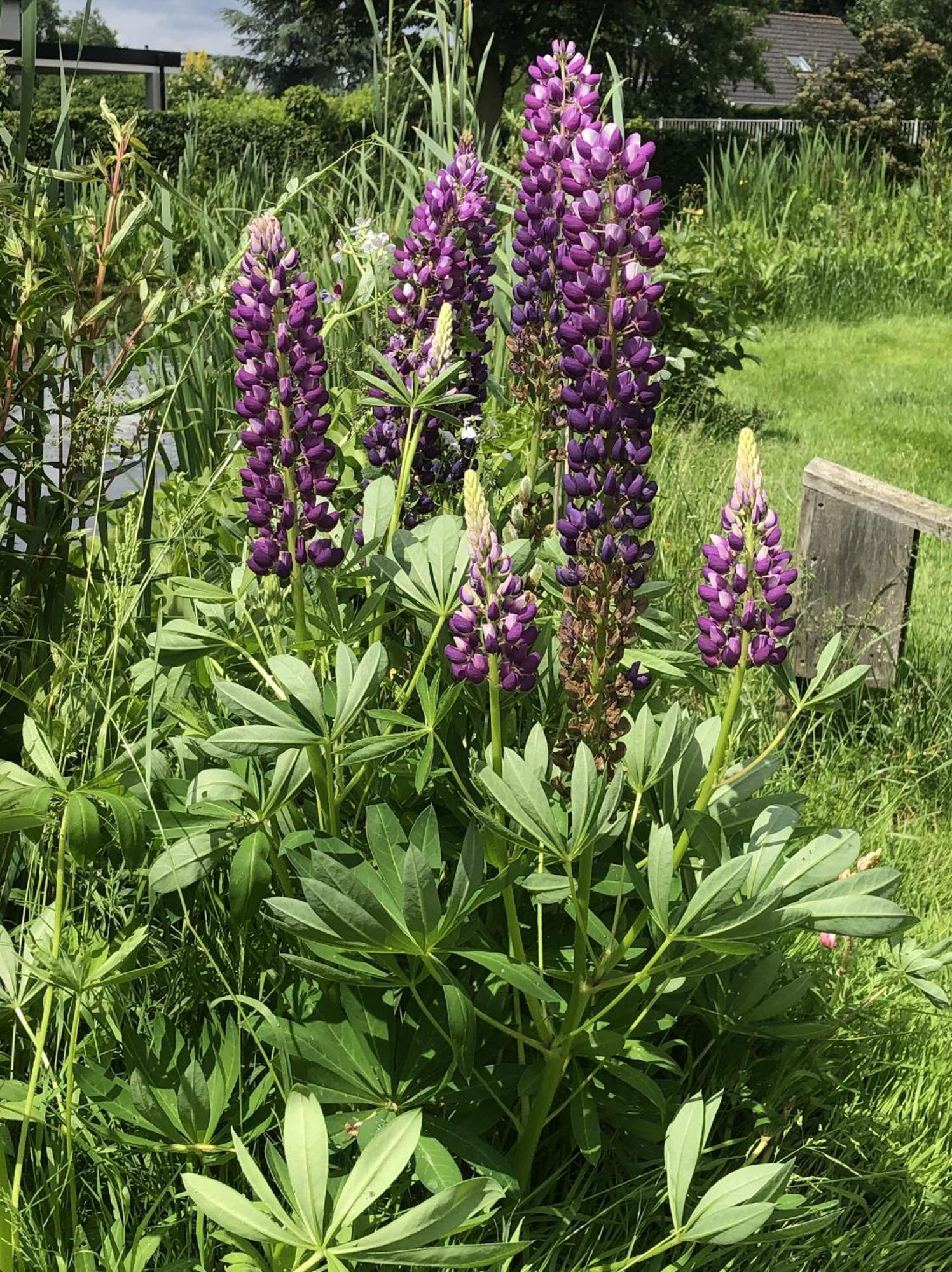 B&B Oostzomerland Mijnsheerenland Luaran gambar